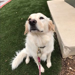 Meet your Posher, Abby